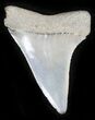 Fossil Mako (Isurus escheri) Shark Tooth - Holland #24371-1